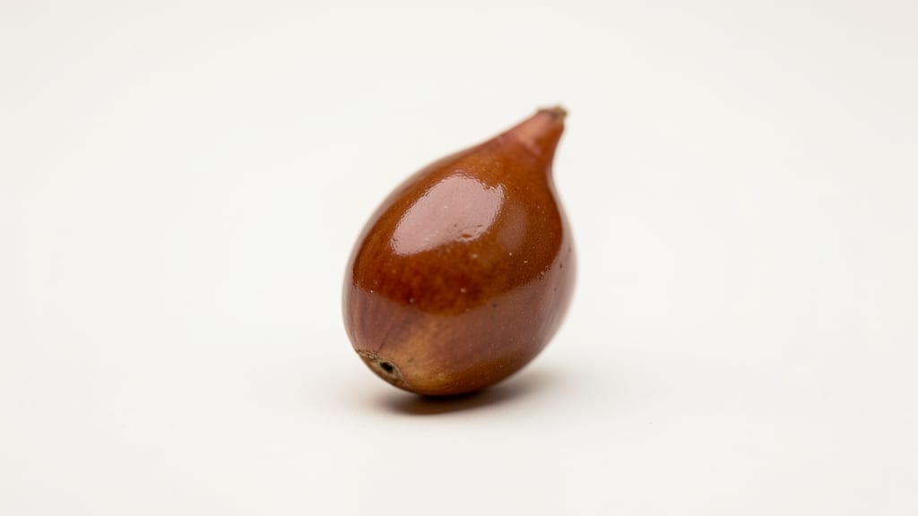 Apple Seed in Hand: Germination Hack for Lawns in 60 Days